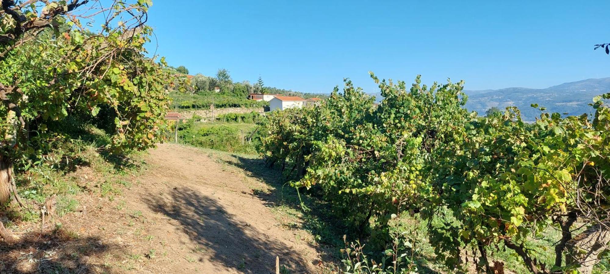 Quinta Dos Castros Douro Villa Baião Exterior foto